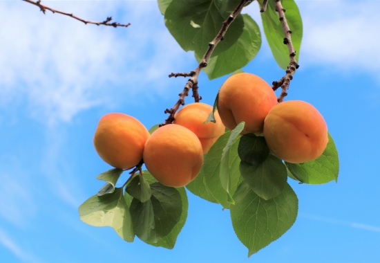 農家さんからの買取