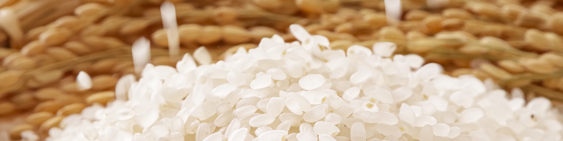 公式オンラインショップ